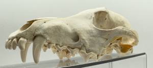 Fox skull