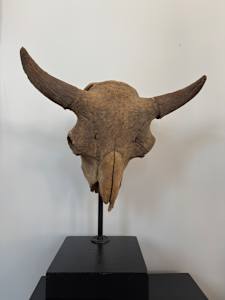 Bison skull