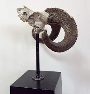 Ram skull