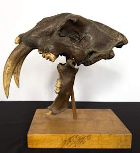 Saber-tooth cat skull cast