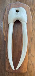 Walrus tusk