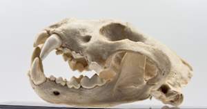 Weasel skull