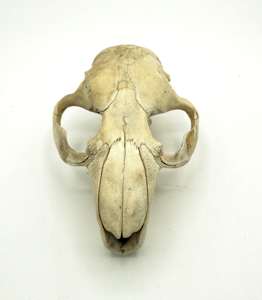 Small animal skull