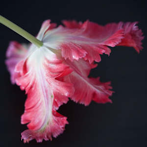 Susan Sawyers, Red and Pinkish Parrot Tulip, 2024, digital color print on paper, signed and numbered on verso. Edition of 3 with 1 AP: 5 x 5 inches framed $175