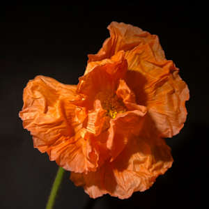 Safety Orange Poppy, 2024, digital color print on paper, signed and numbered on verso. Edition of 3 with 1 AP: 5 x 5 inches framed $150