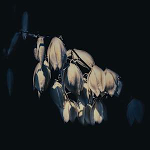 Out of the Shadows (Yucca)