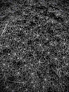 In the Starry Eye (Bluebonnets)