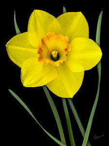 Single Yellow Daffodil