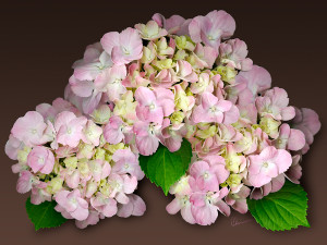 Pink Hydrangeas on Brown