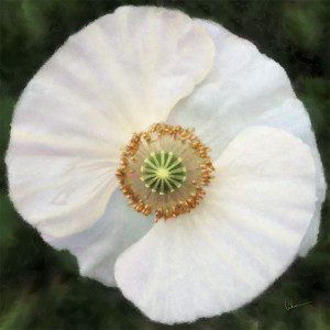 White Iceland Poppy