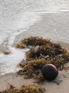 Sargassum Beach