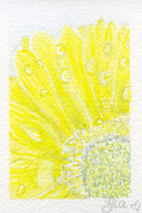 Daisy and Dewdrops
