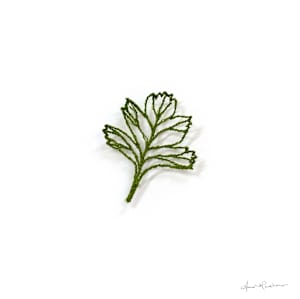 Hawthorn Skeleton II