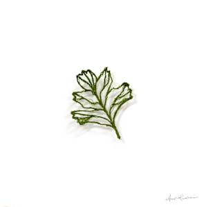 Hawthorn Skeleton I