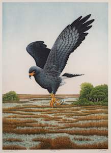 Everglades Snail Kite