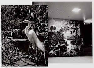 Florida Everglades Study