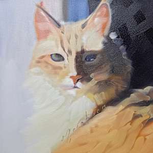 Orange Cat