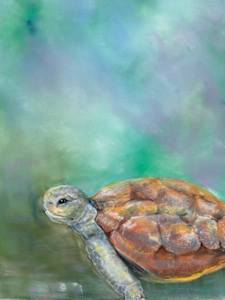 Doris the Tortoise