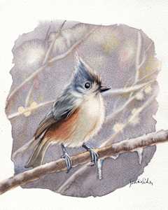 Tufted Titmouse Study