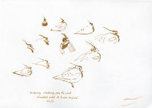 Lapwings Sheltering (pen and ink)