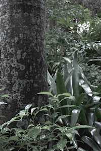 I'm Lichen This