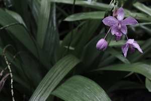 Process Exploration, Orchid Edition; Horizontal