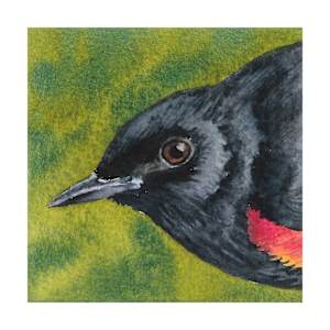 American Redstart - Oct 28, 2025