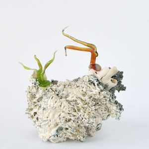 Cristallisation organique / Organic Cristallization
