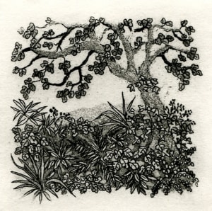 Little glade