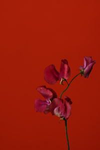 A Loving Reverie