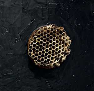 Renewal, 2025, encaustic, metal, bee honeycomb, 10x10x1”