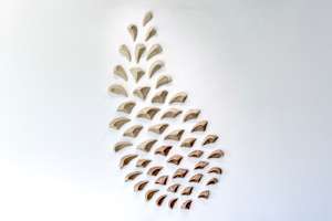 Forest Fodder