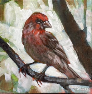 House Finch (2)