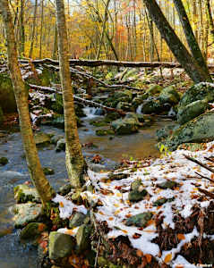 Early Snow, Weakley Hollow