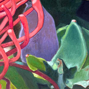 Pincushion Protea