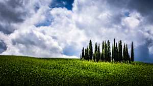 Tuscany - Cypresses