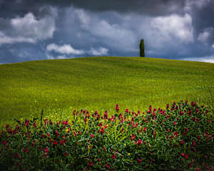 Tuscany - Edge Flowers