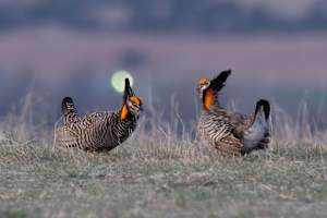 Two male greater prairie-chickens, Kansas, USA