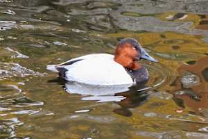 Canvasback duck, Florida, USA