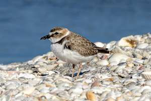 Wilson's Plover,  Stump pass beach state park, Florida, USA