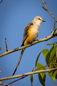Scissor-tailed Flycatcher, Edenburg Scenic Wetlands, Texas, USA