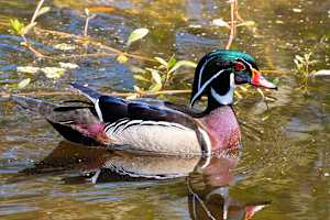 Male wood duck, Red Bug Slough, Florida, USA