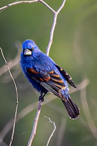 Blue grosbeak, Padre Island Convention Center, Texas, USA