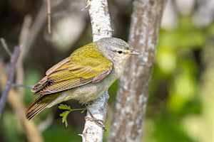 Tennessee Warbler, Costa Rica
