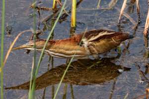 Least bittern, Padre Island Convention Center, Texas, USA