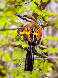 Black-crowned Tchagra, South Africa