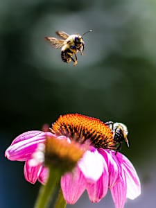 Bumble bee on a coneflower