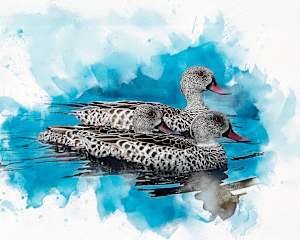 Cape Teal, South Africa