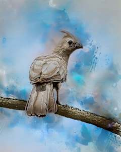 Grey Go-away Bird, South Africa