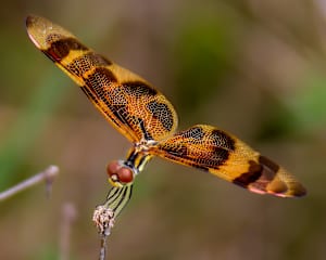 Halloween pennant